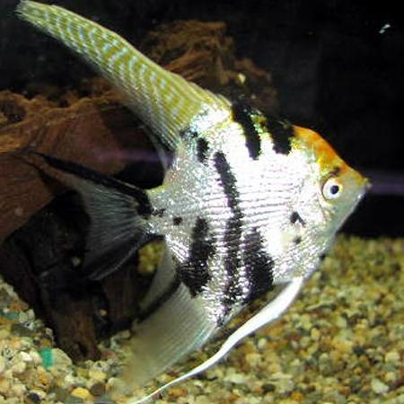 Angelfish - Gold Marble Pearlscale - Medium